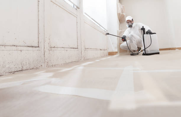 Black mold remediation team in Seanor